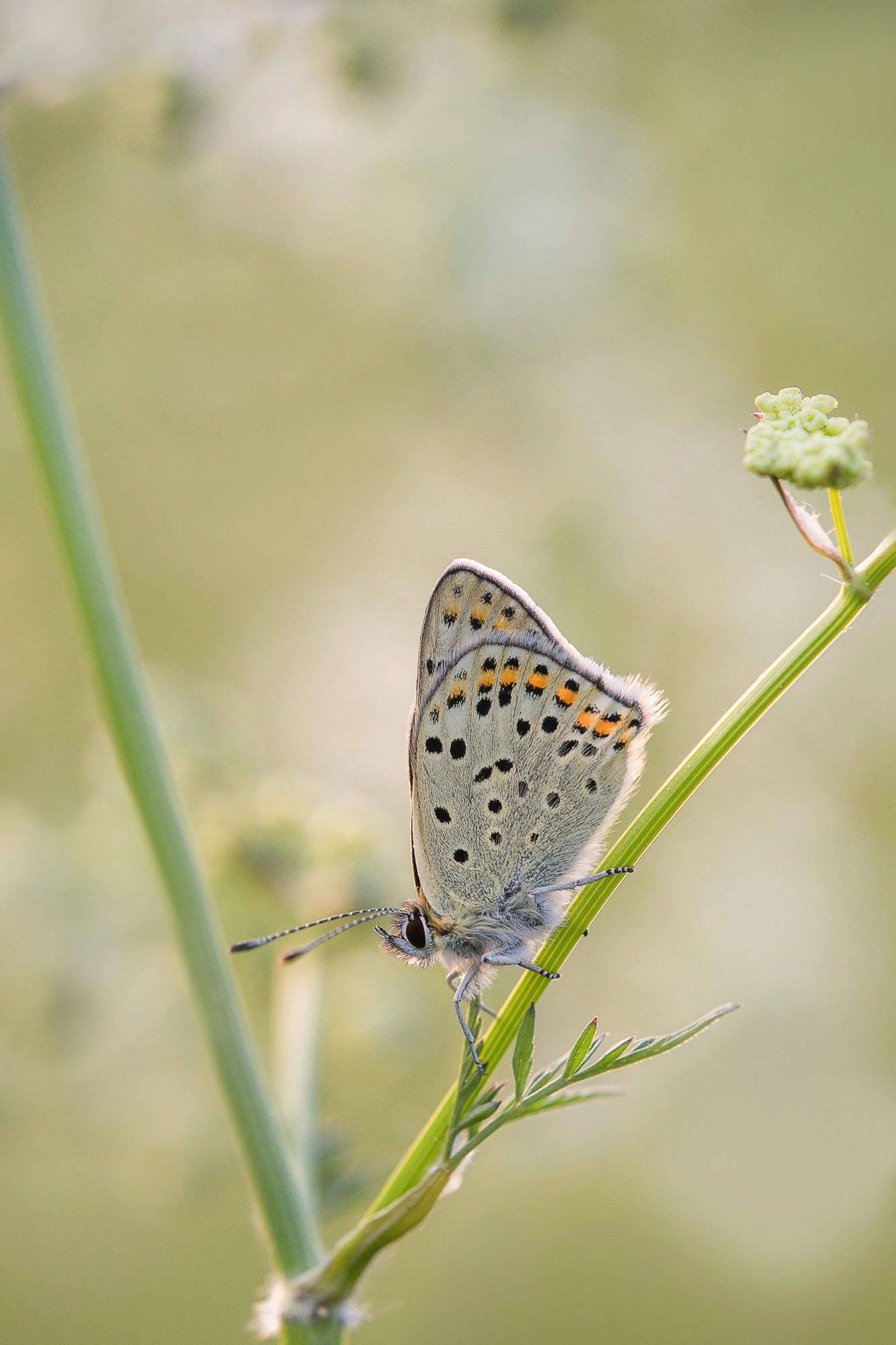 Sony a99 II sample photo. Lycaena tityrus photography