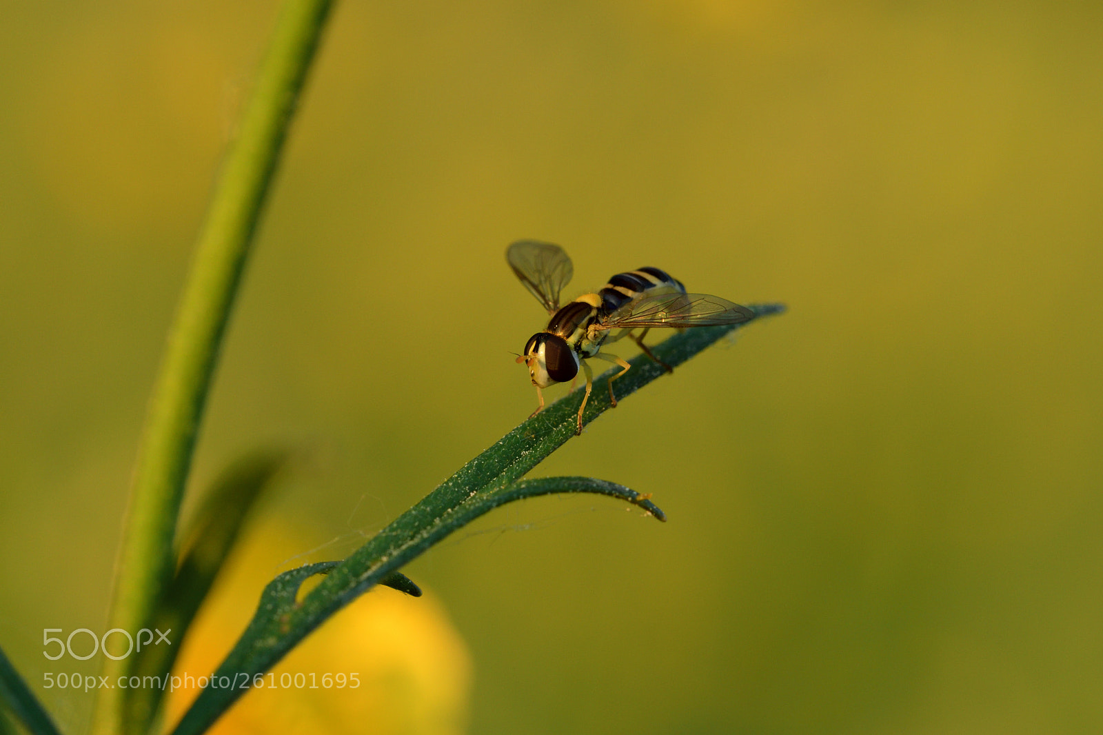 Nikon D7500 sample photo. Hoverfly taking a rest photography