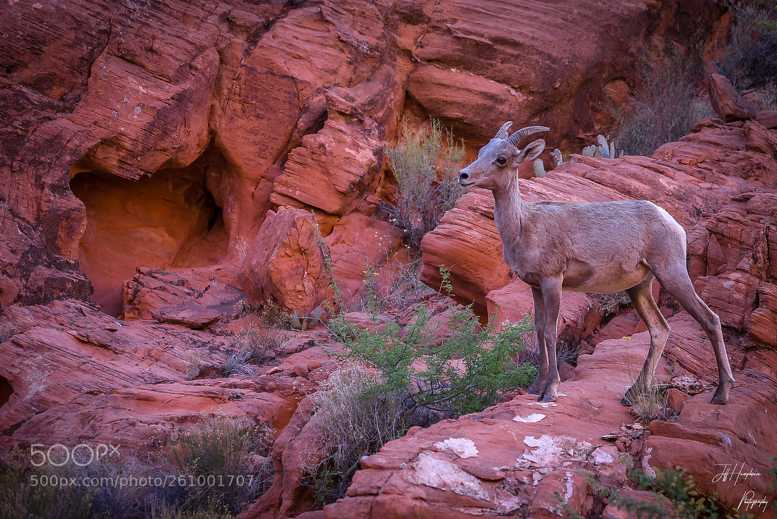 Nikon D810 sample photo. Big horn sheep photography