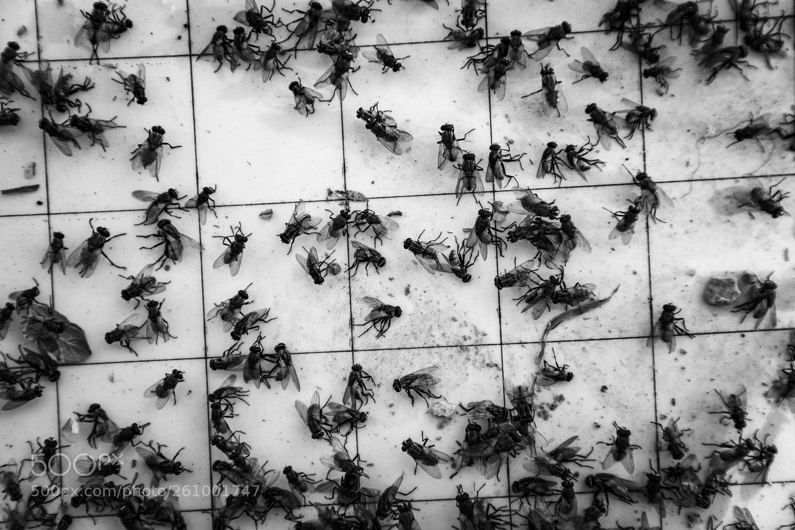 Nikon D5600 sample photo. Flies photography