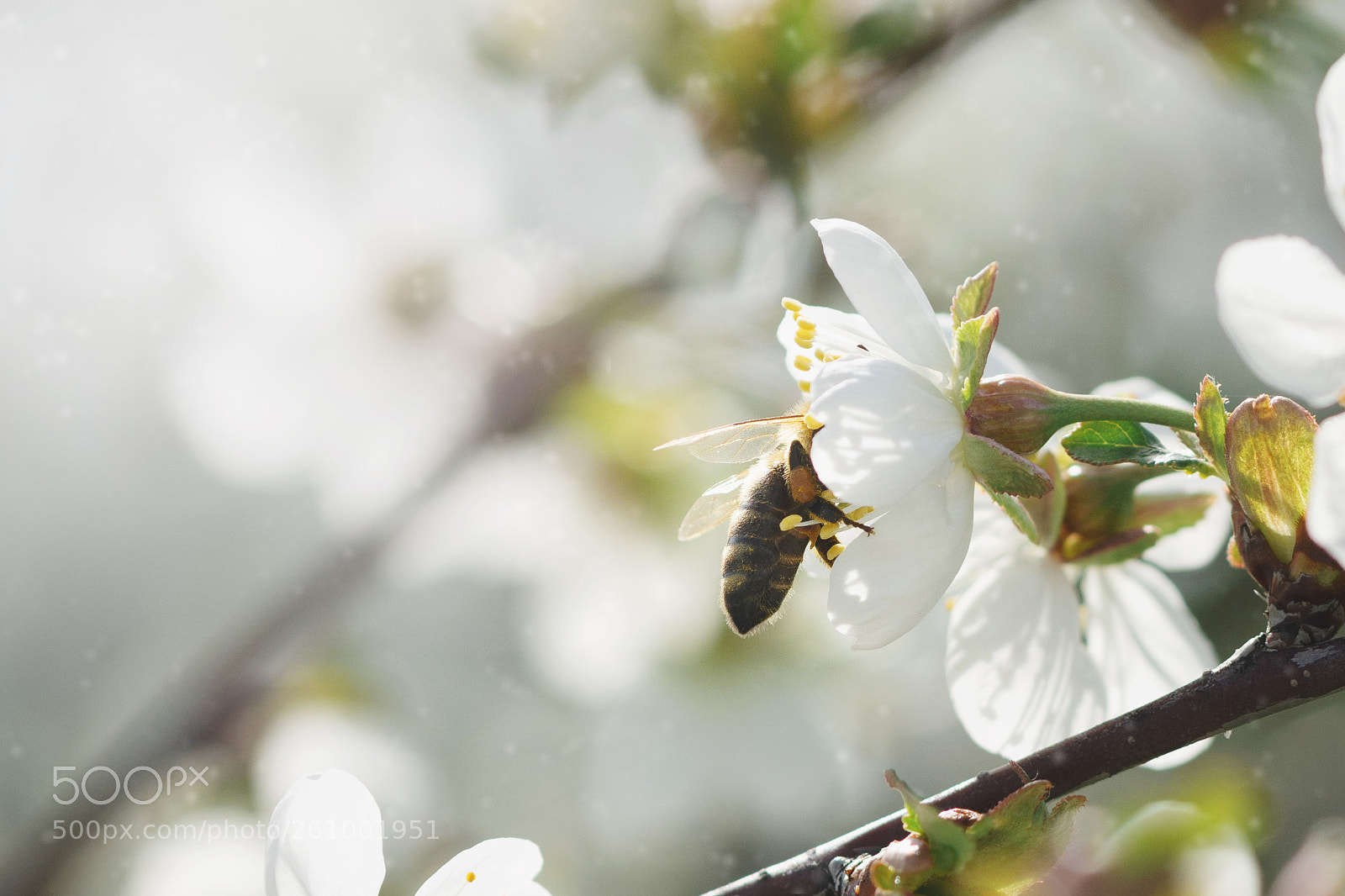 Nikon D7100 sample photo. Bee photography