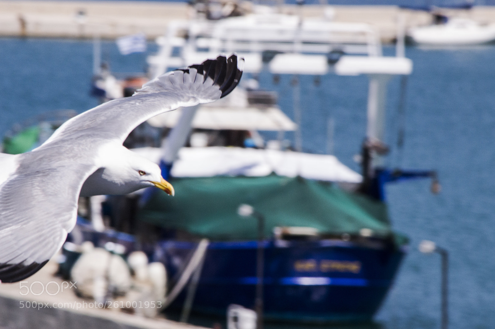 Nikon D3200 sample photo. Seagull photography