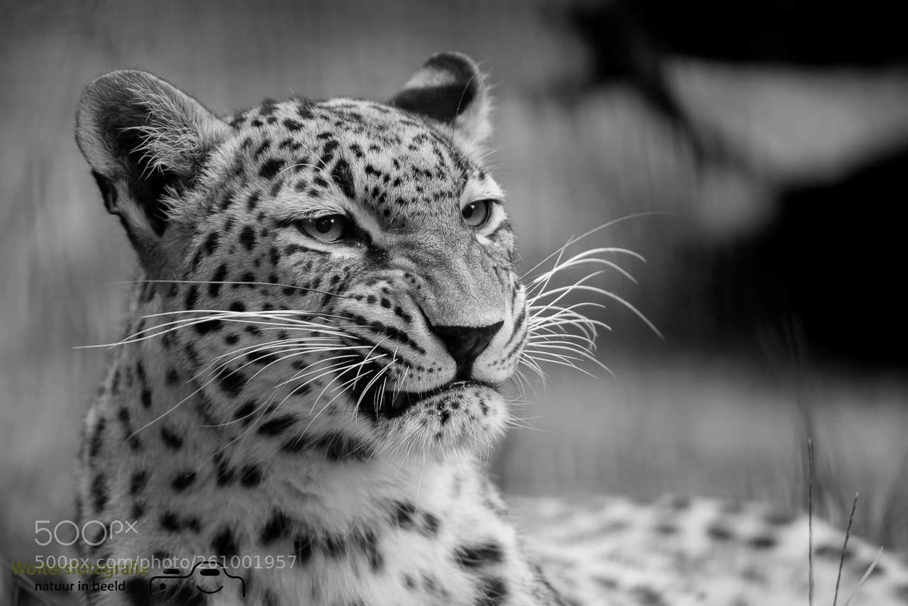 Nikon D800 sample photo. Leopard portret photography