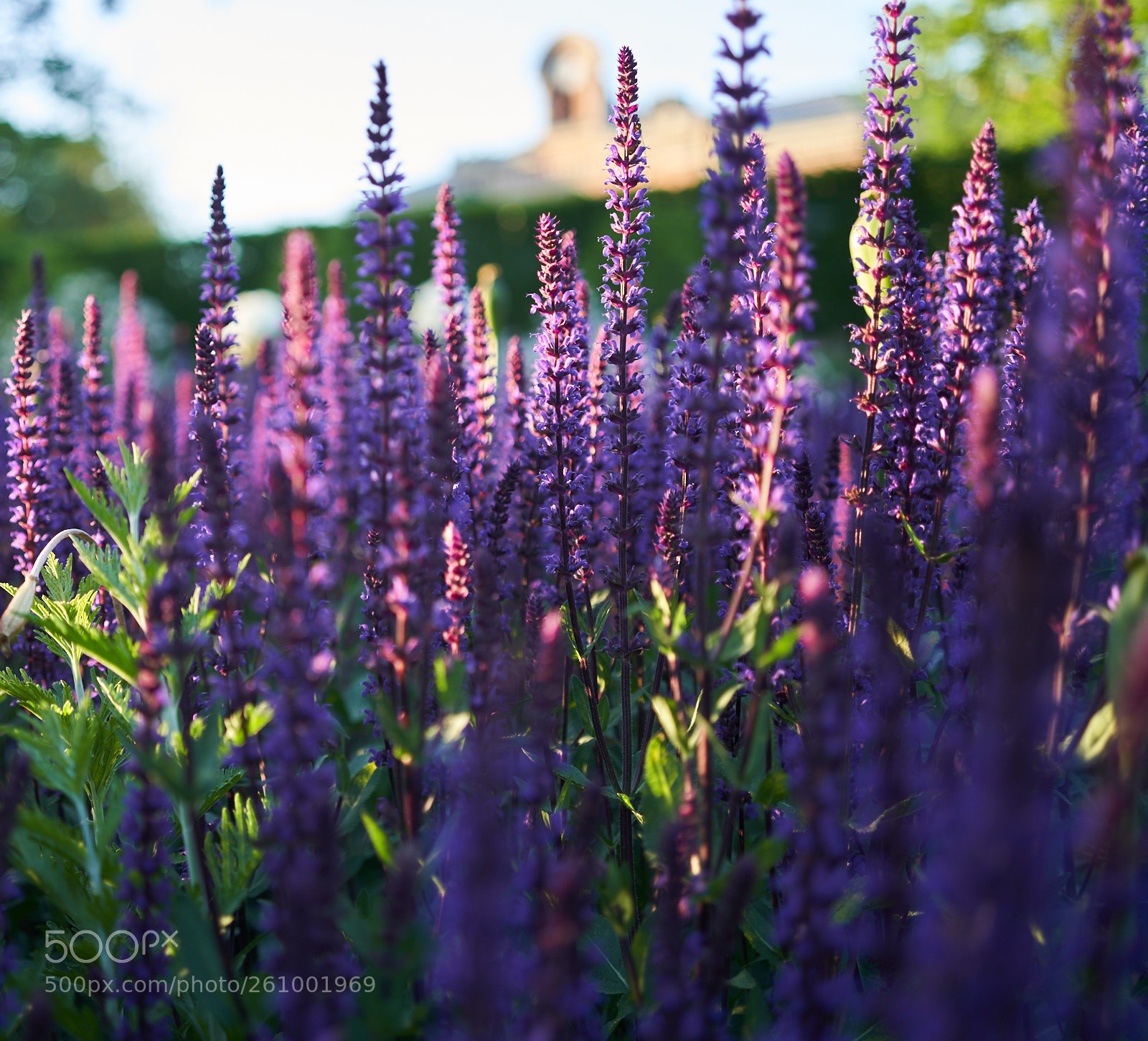 Sony a7 III sample photo. Lavender forest photography