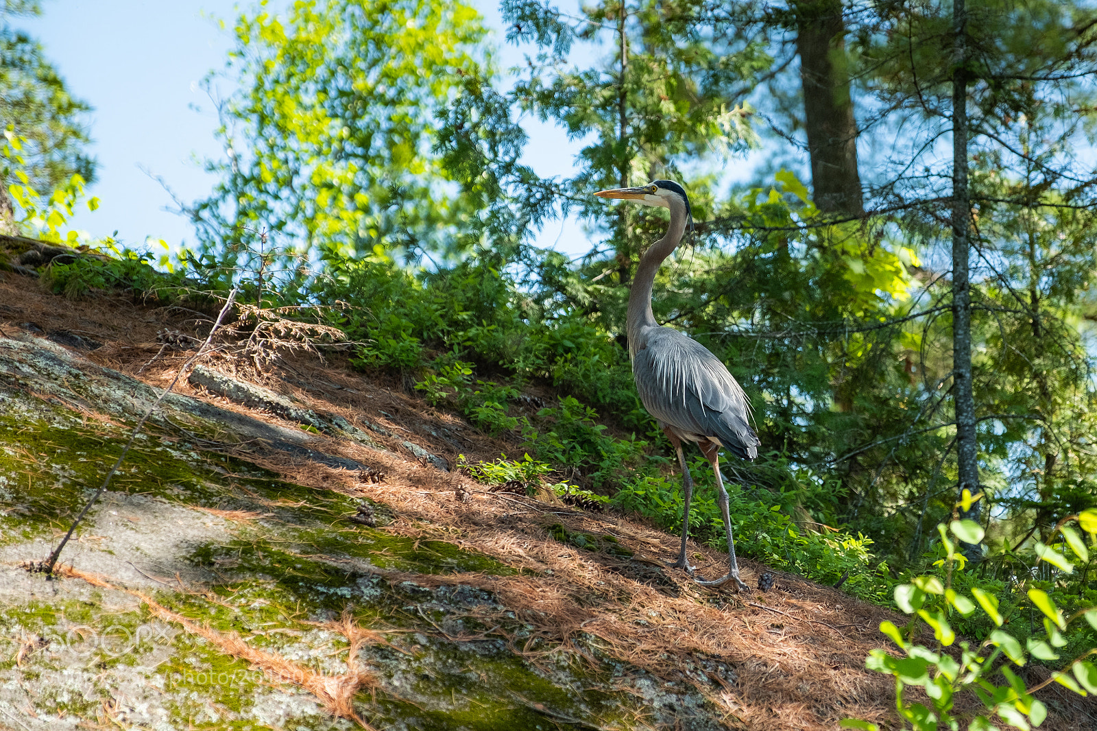 Fujifilm X-T2 sample photo. Blue heron photography