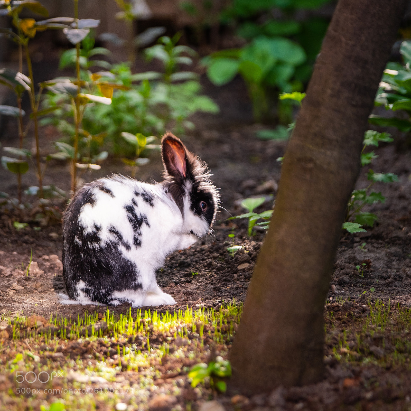 Fujifilm X-T2 sample photo. Ponyo thinks he's a photography