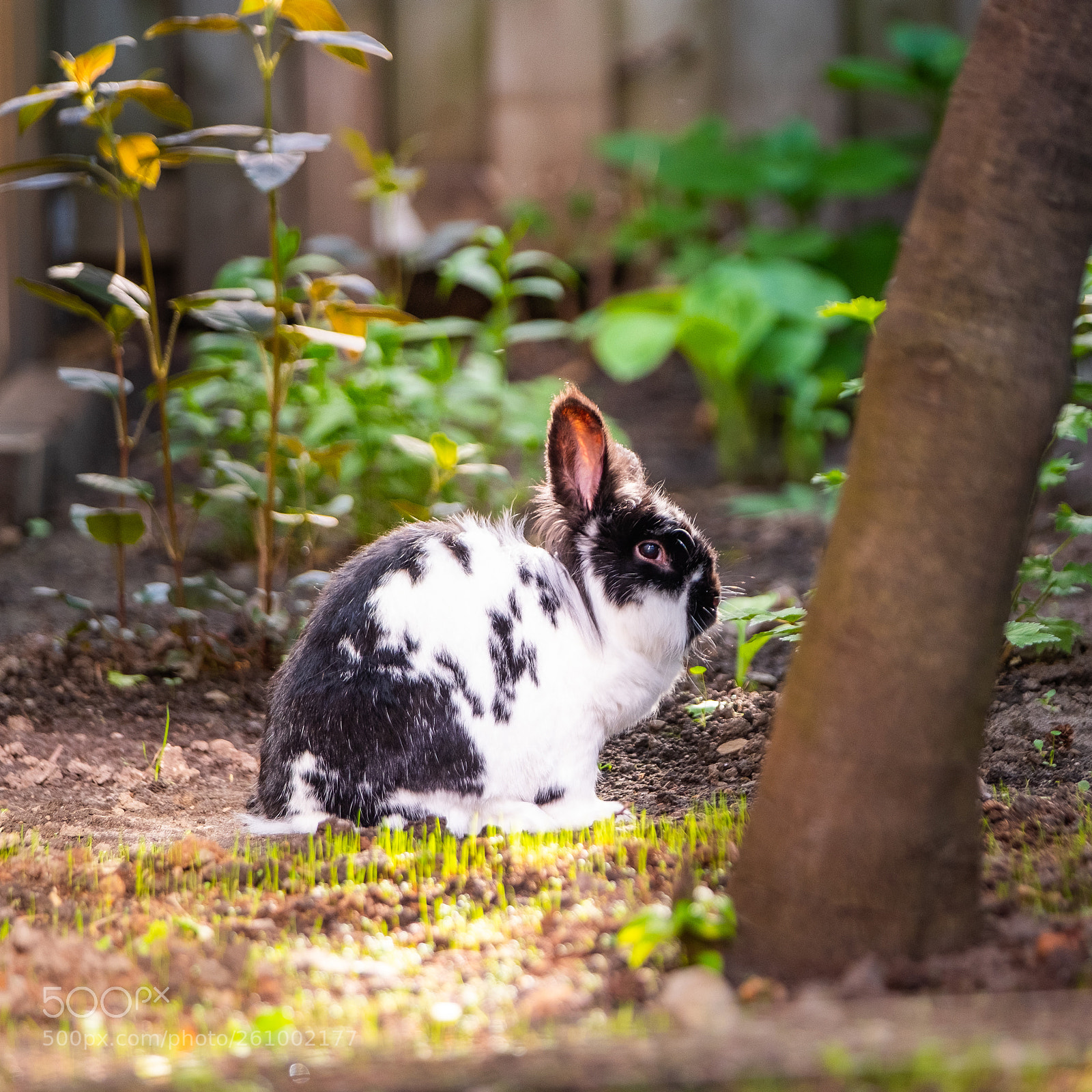 Fujifilm X-T2 sample photo. Ponyo thinks he's a photography