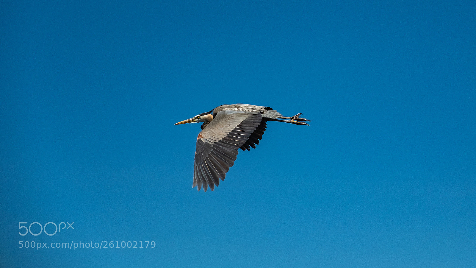 Fujifilm X-T2 sample photo. Blue heron photography