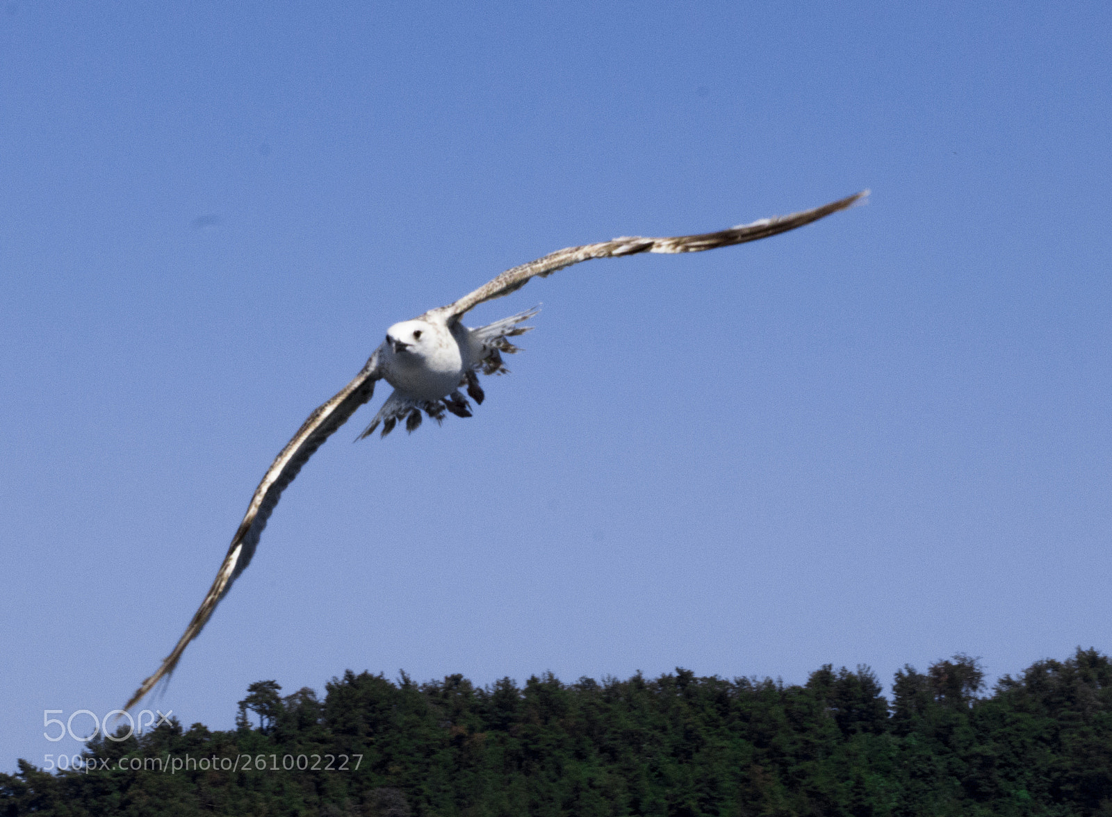 Nikon D3200 sample photo. Seagull 2 photography