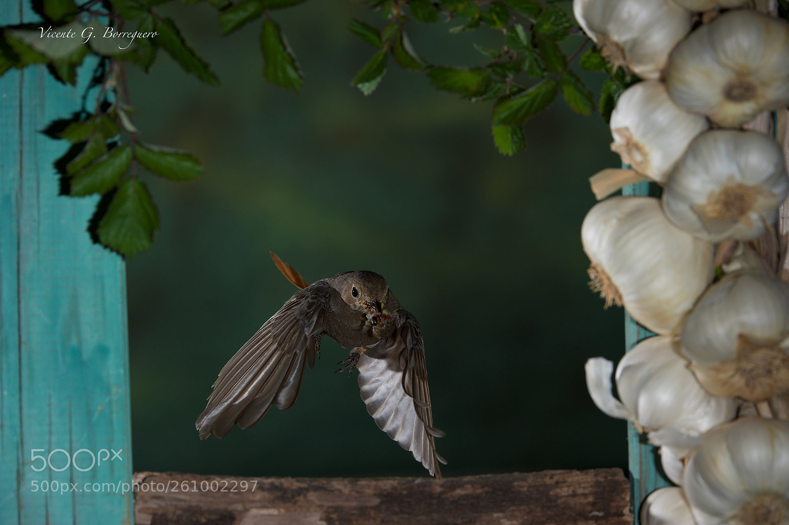 Nikon D700 sample photo. Phoenicurus ochruros photography