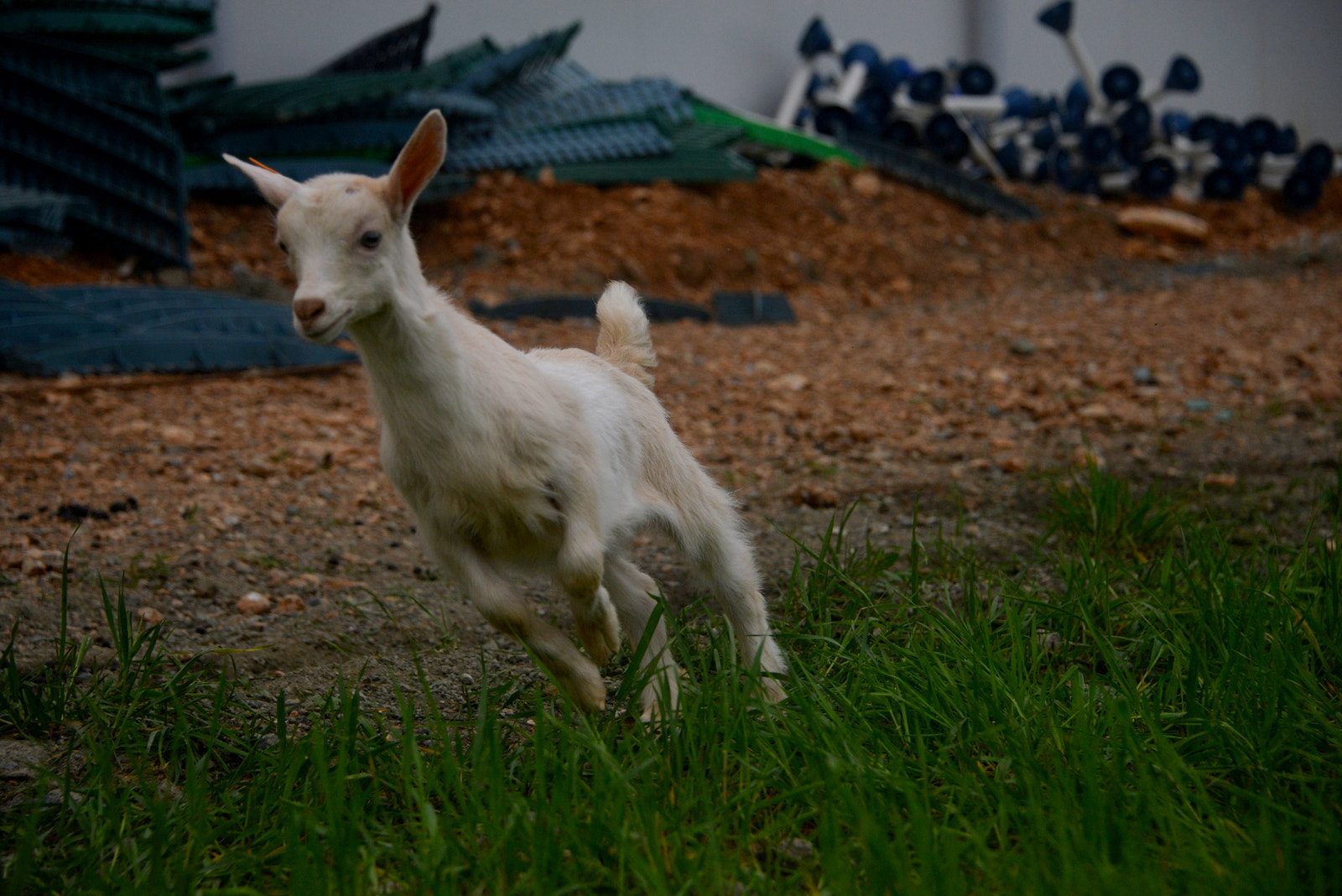 Nikon D610 sample photo. Bon photography
