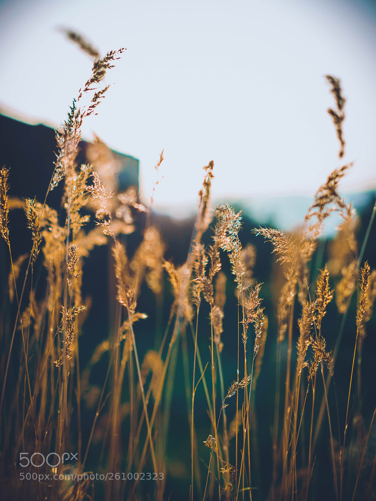 Olympus OM-D E-M5 II sample photo. Glimmer photography