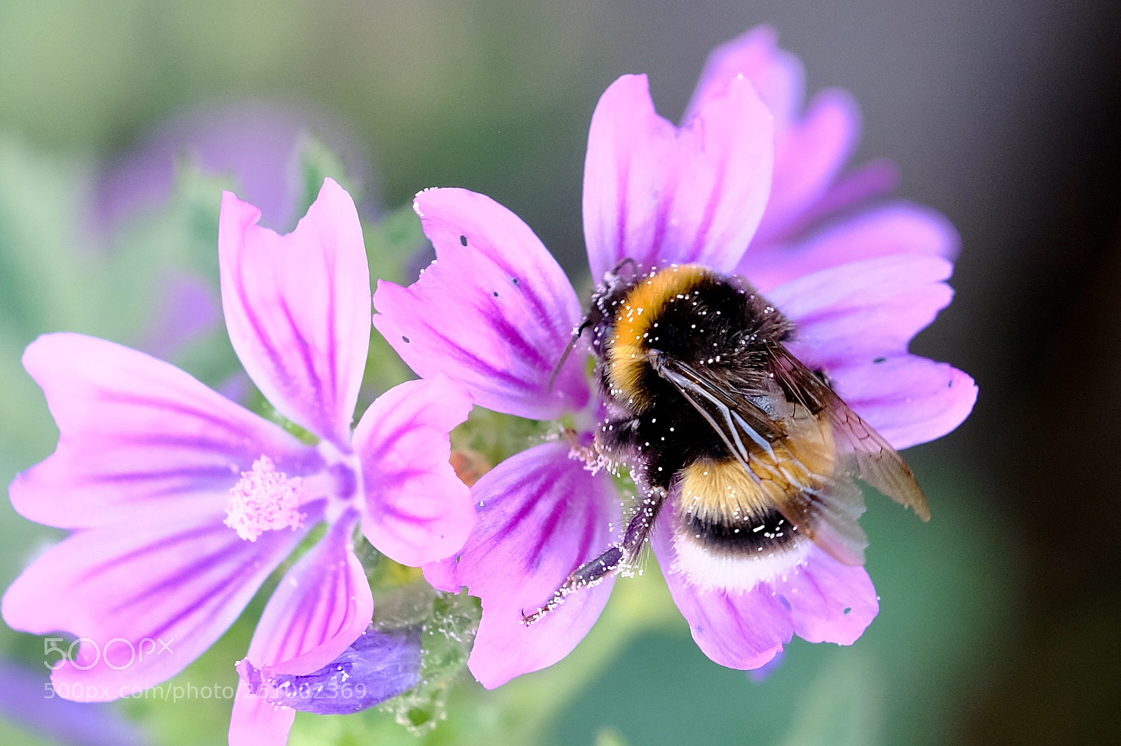Fujifilm X-T20 sample photo. Flor y abeja photography