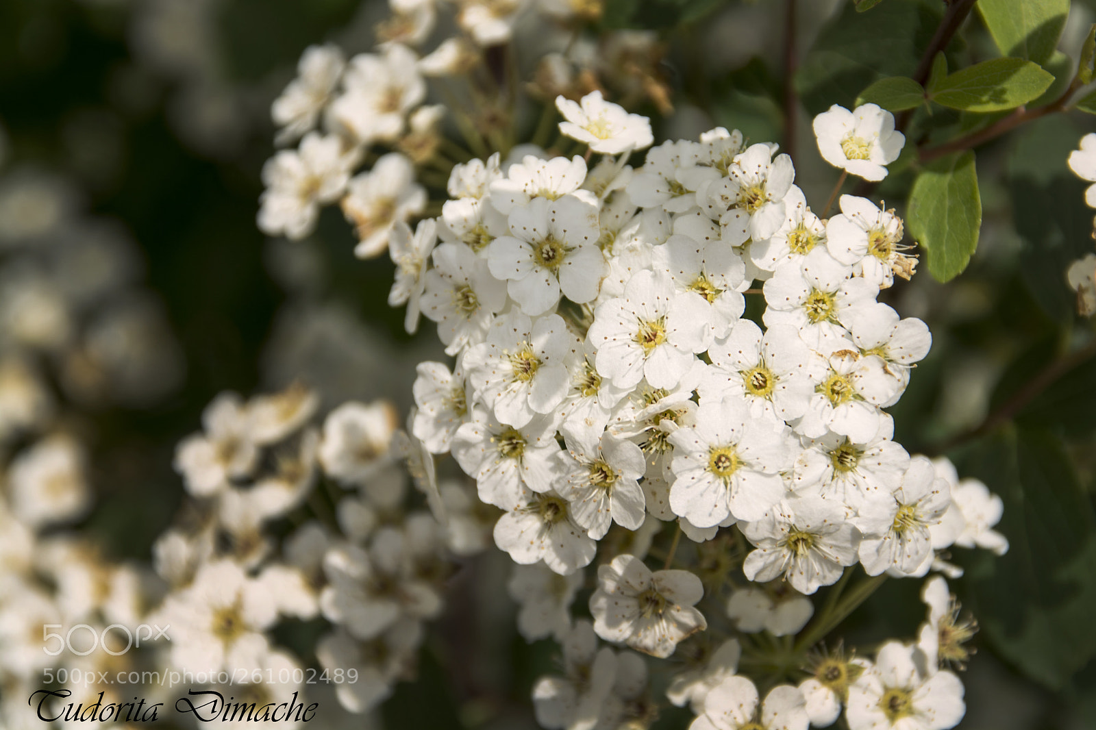 Nikon D7100 sample photo. Little flowers photography