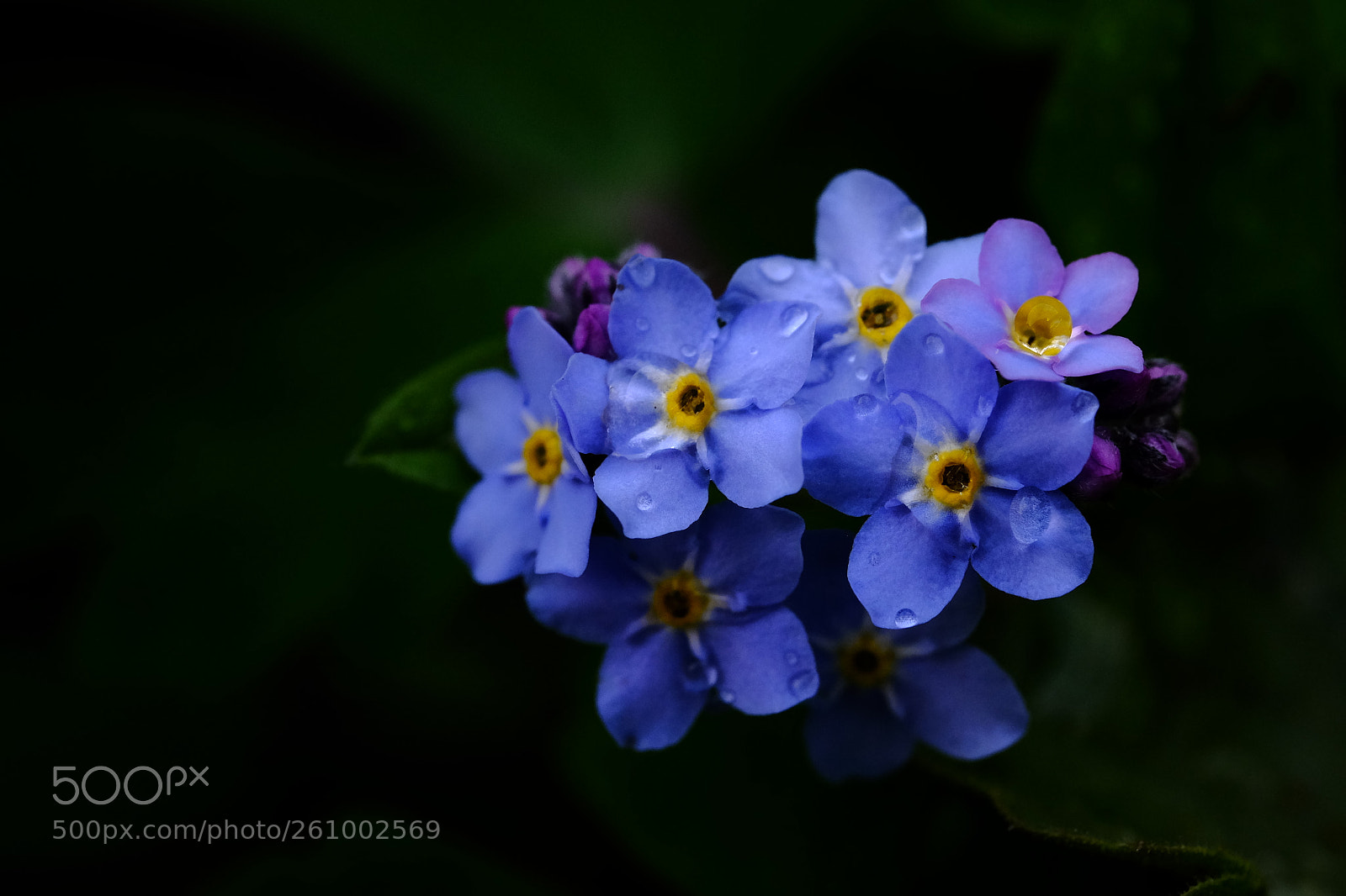 Fujifilm X-T10 sample photo. 575 photography