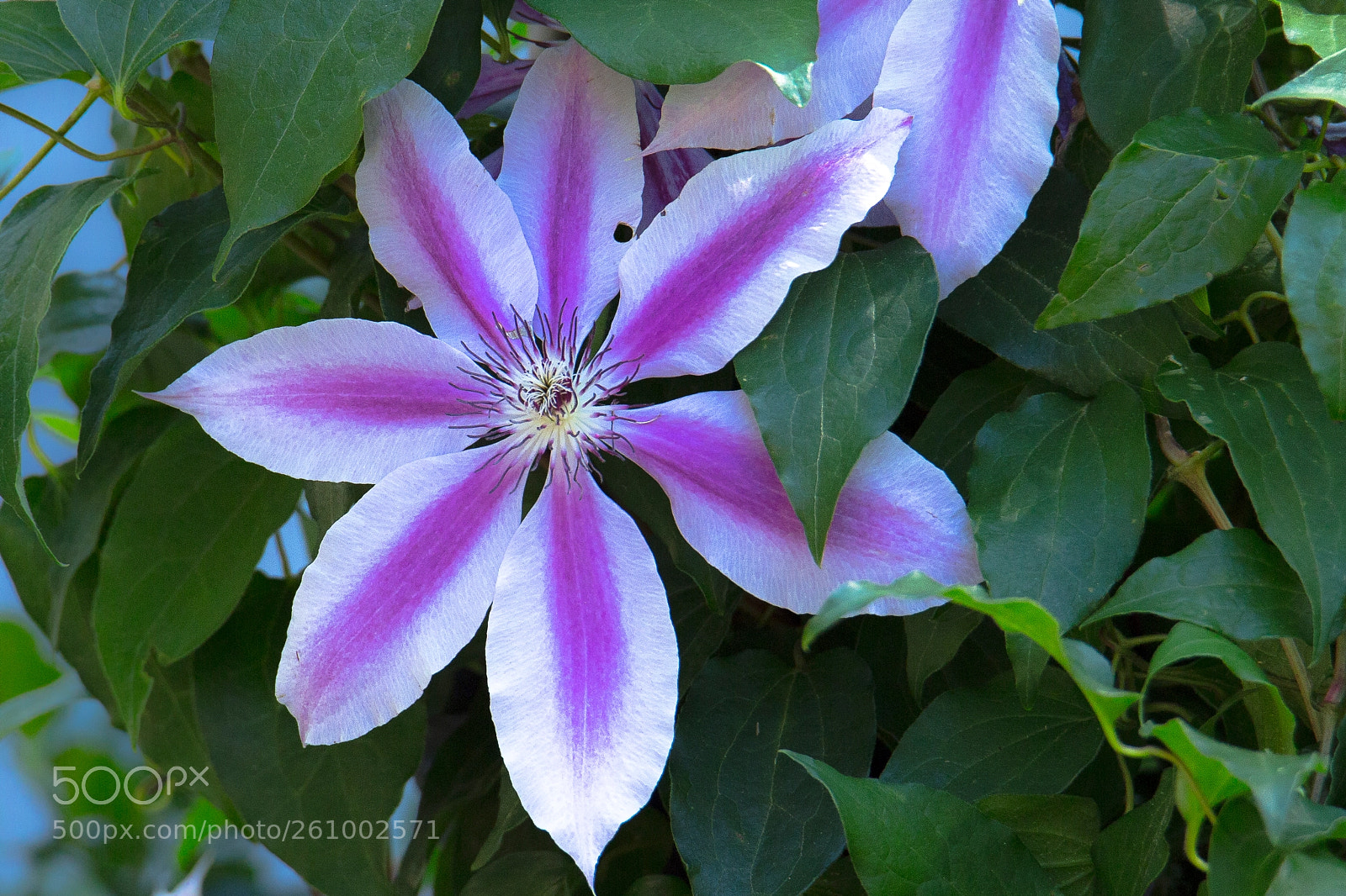 Canon EOS 6D sample photo. Purple photography