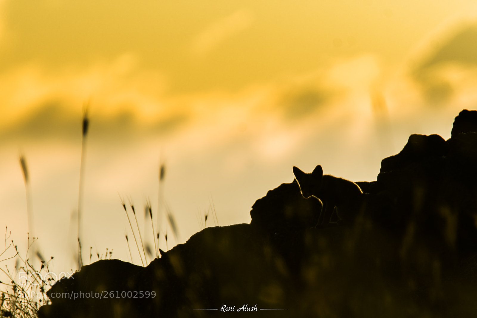 Nikon D500 sample photo. Silhouette - young fox photography