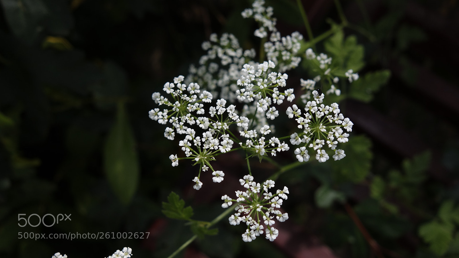 Sony Cyber-shot DSC-RX100 sample photo. Little white photography