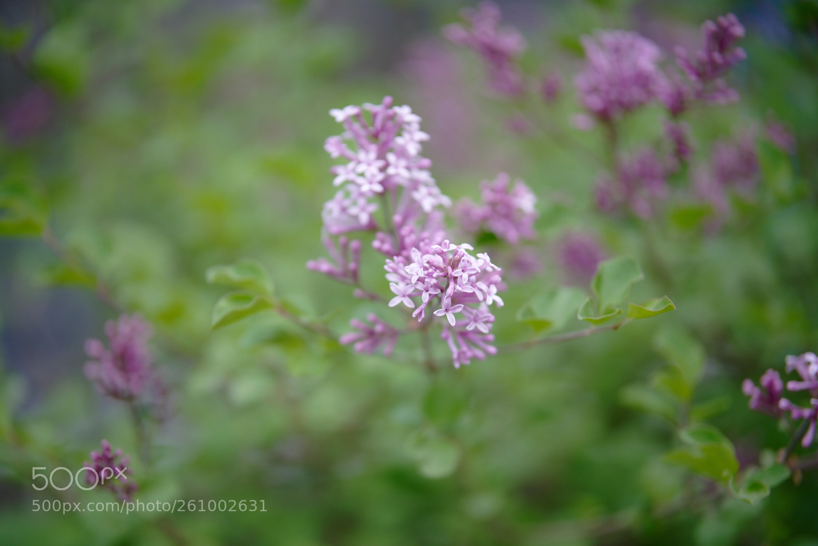 Sony a7R III sample photo. Syringa vulgaris photography