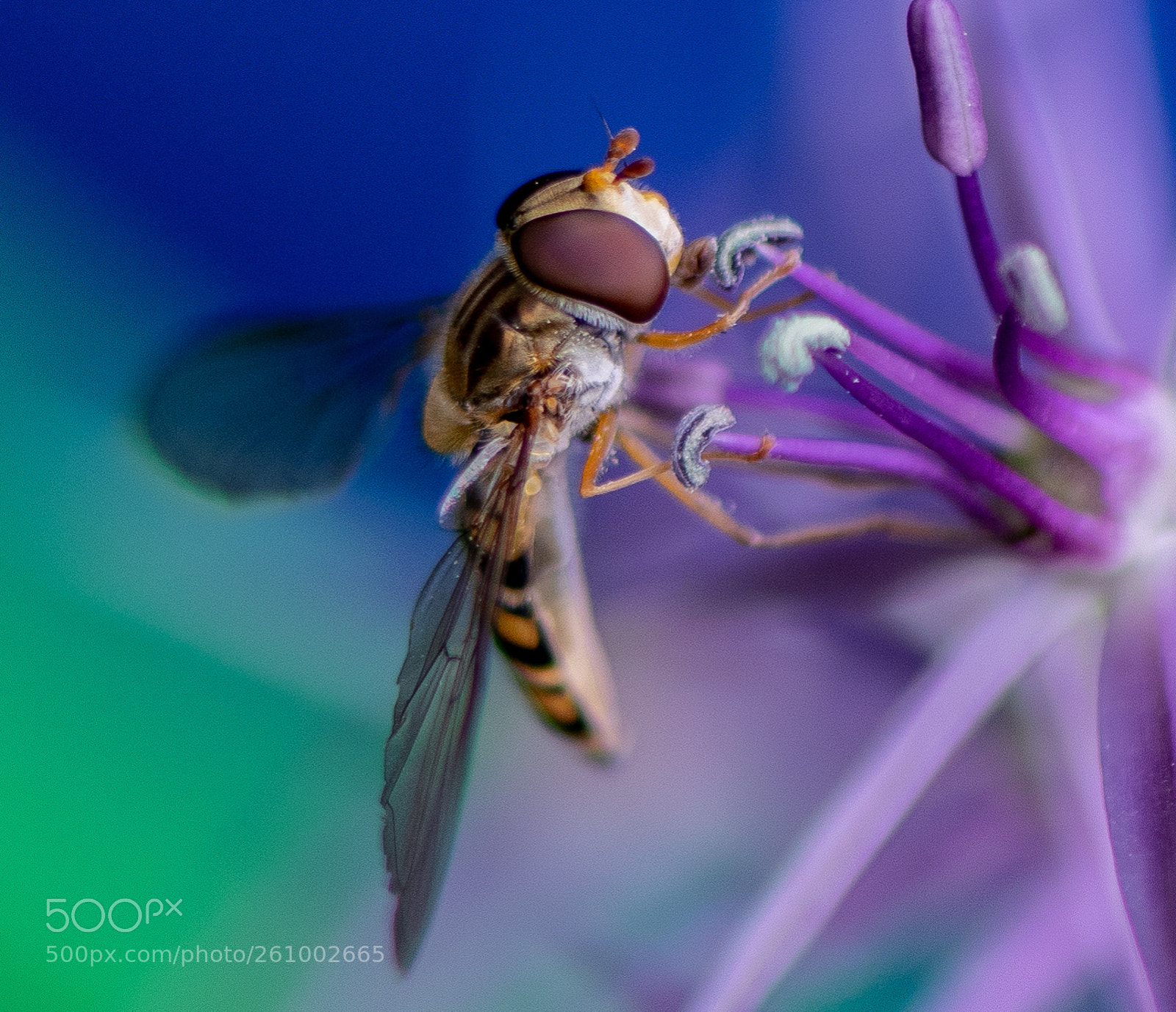 Nikon D3300 sample photo. Hoverfly photography