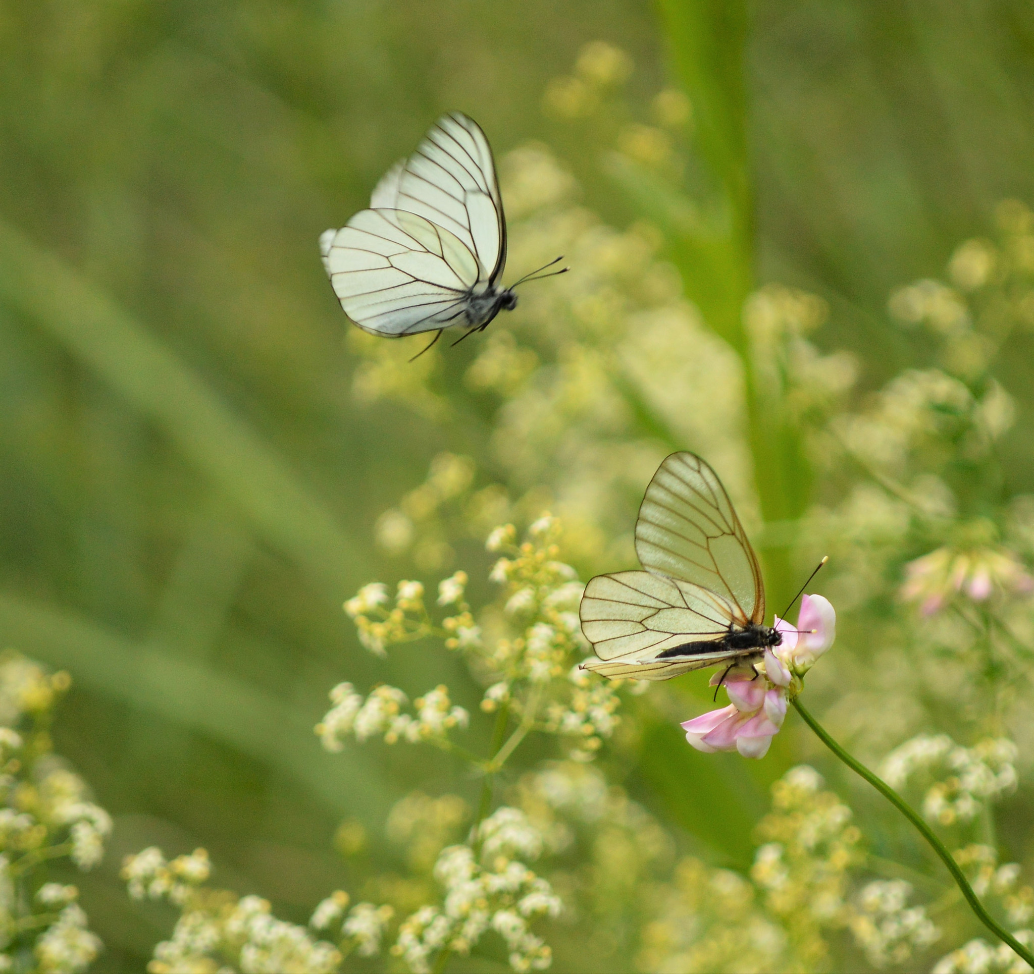 Nikon D3200 sample photo