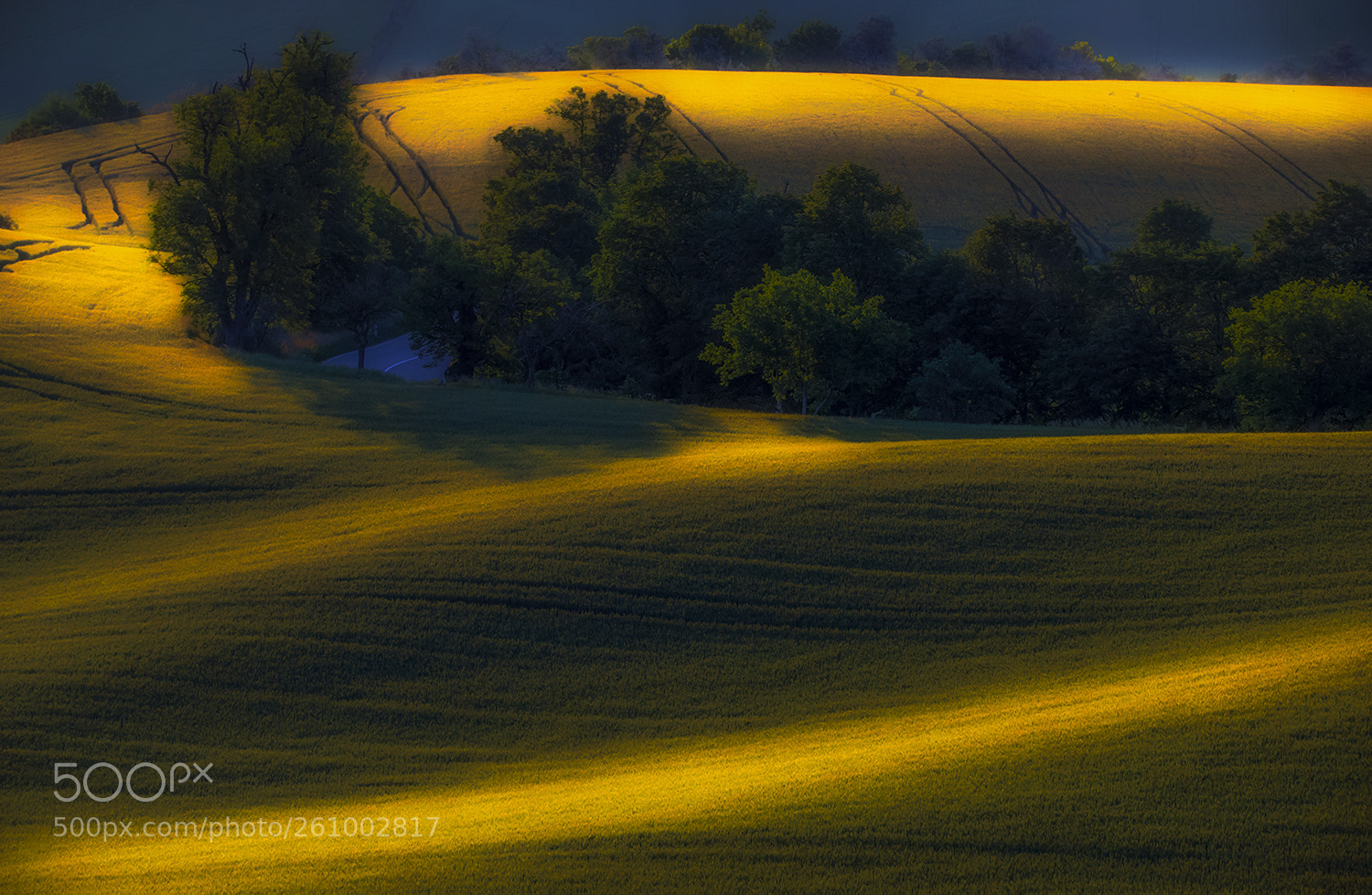 Nikon D610 sample photo. Gold sunset photography
