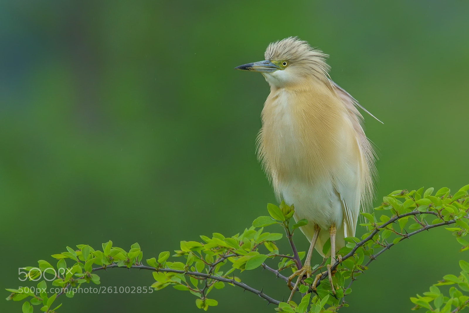 Sony ILCA-77M2 sample photo. Squacco heron / ardeola ralloides photography