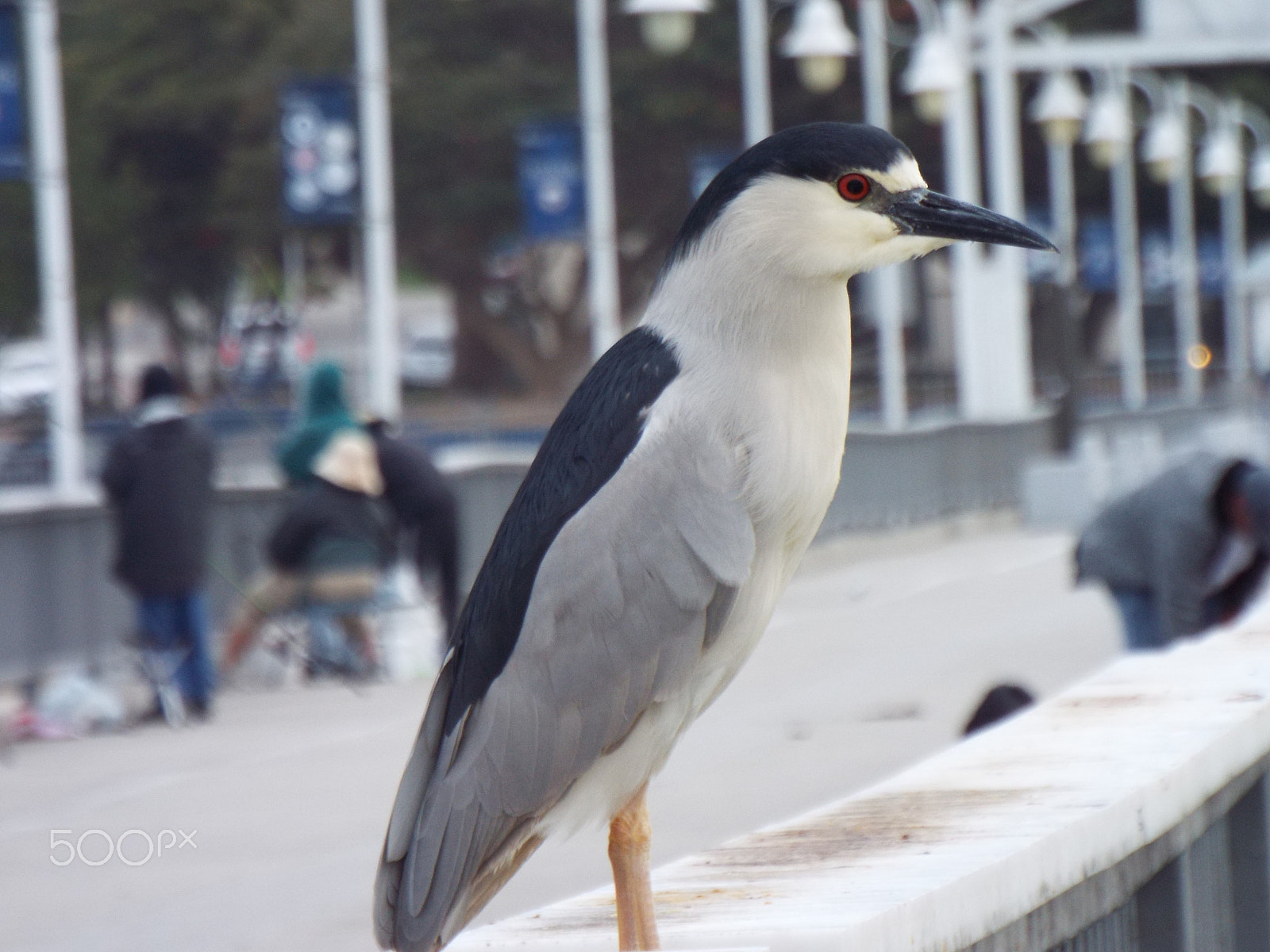 Fujifilm FinePix S9900W S9950W sample photo. Black crowned night heron on pier photography