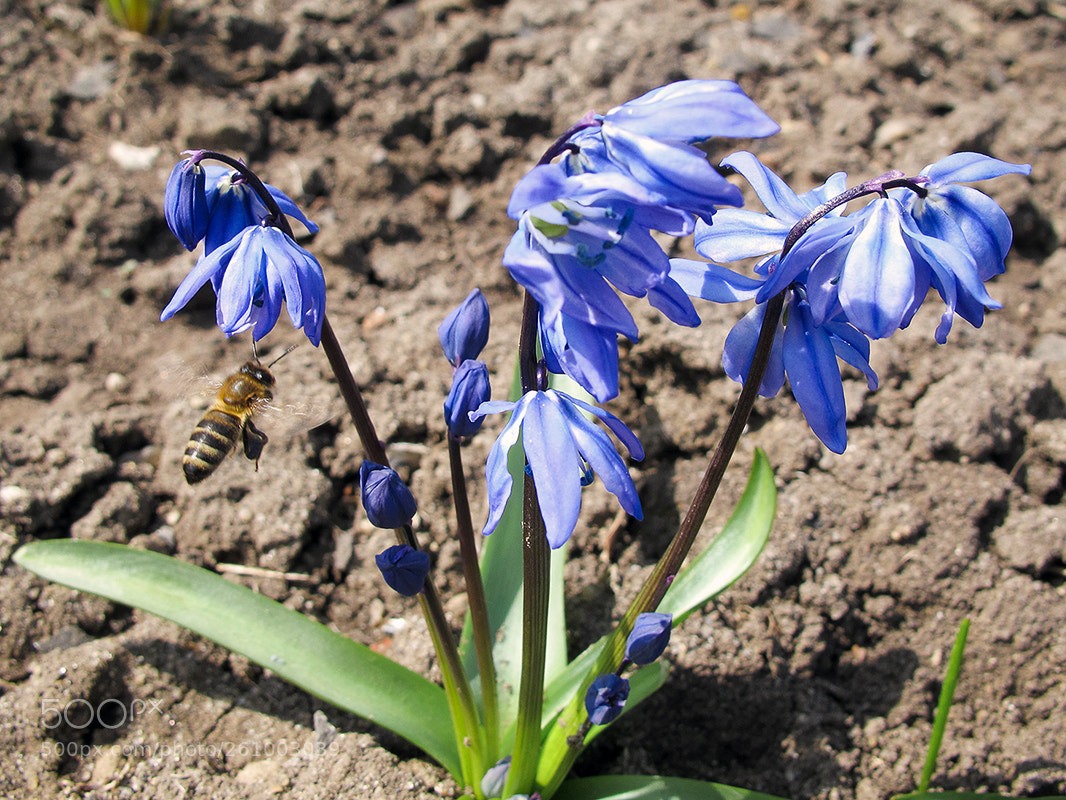 Canon PowerShot G11 sample photo. Spring, flowers and bee photography