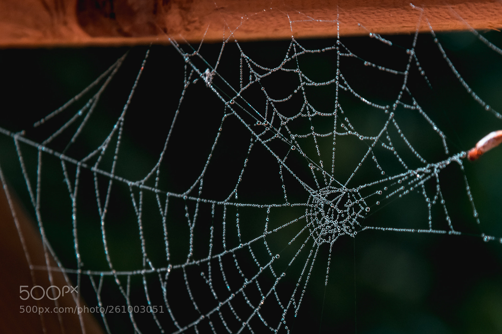 Nikon D5300 sample photo. Wet web photography