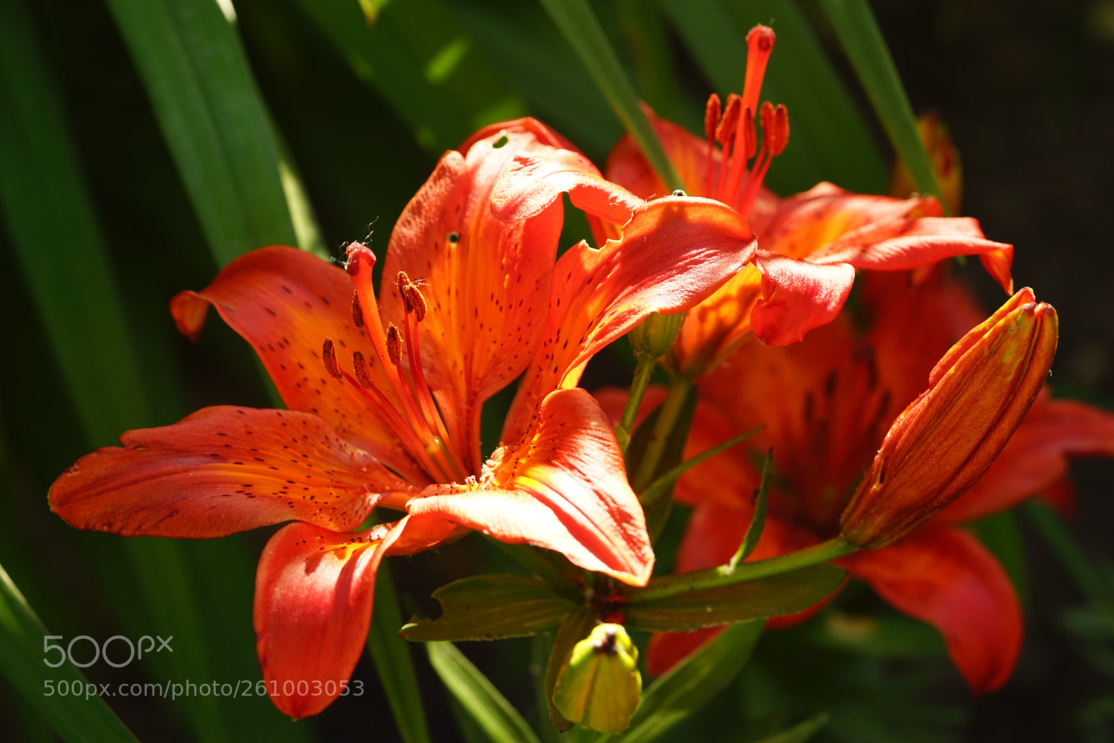 Sony a7R sample photo. Dsc photography
