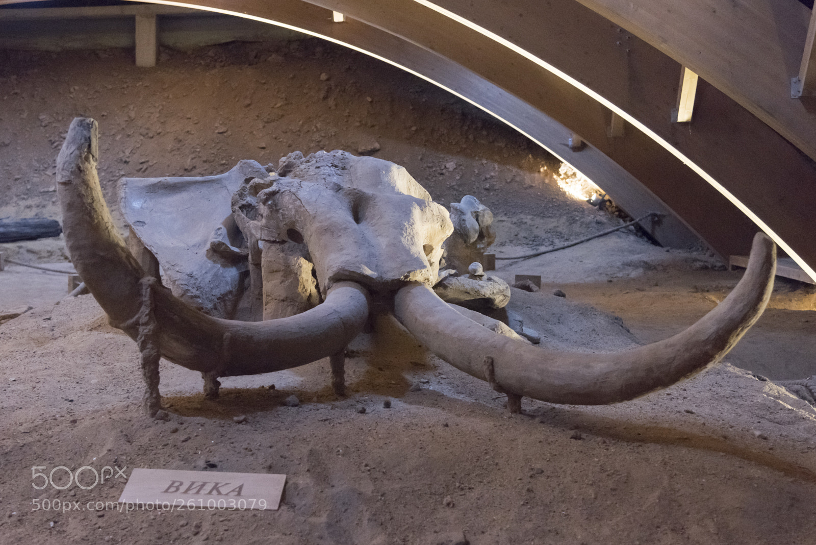 Nikon D810 sample photo. Skeleton of mammoth at photography