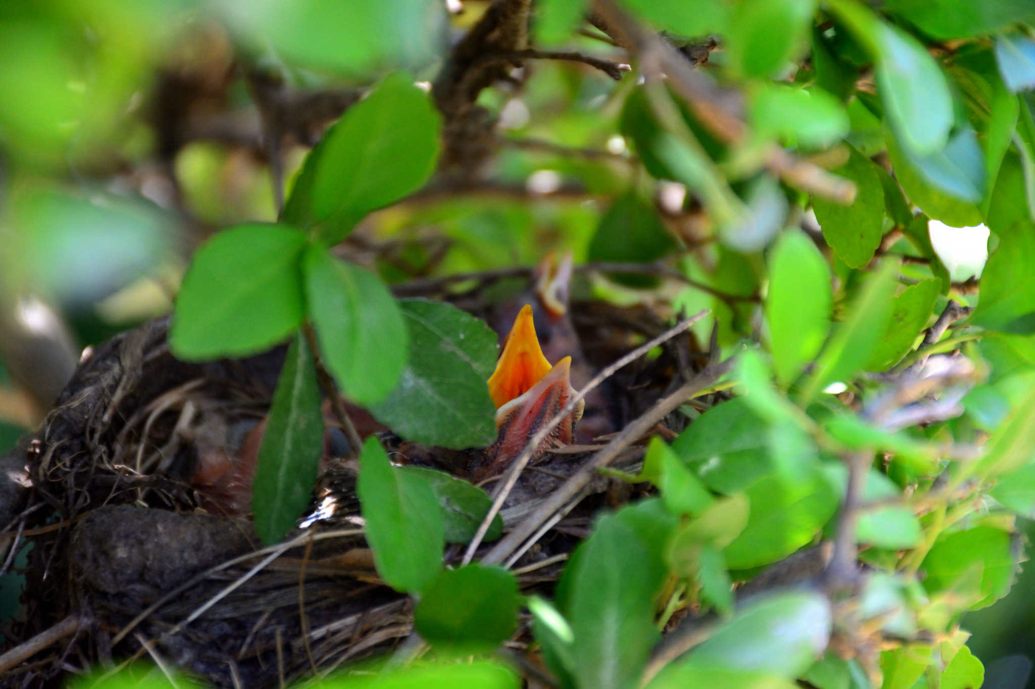 Nikon D5200 sample photo. Late spring babies photography