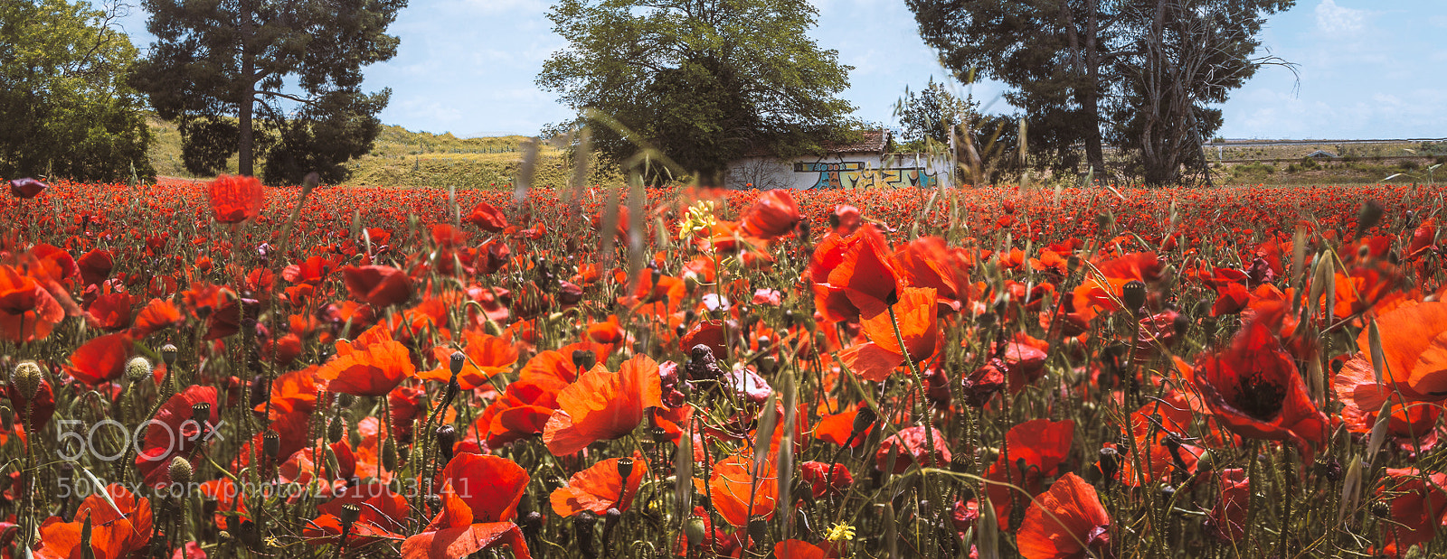 Nikon D3200 sample photo. Last poppies photography