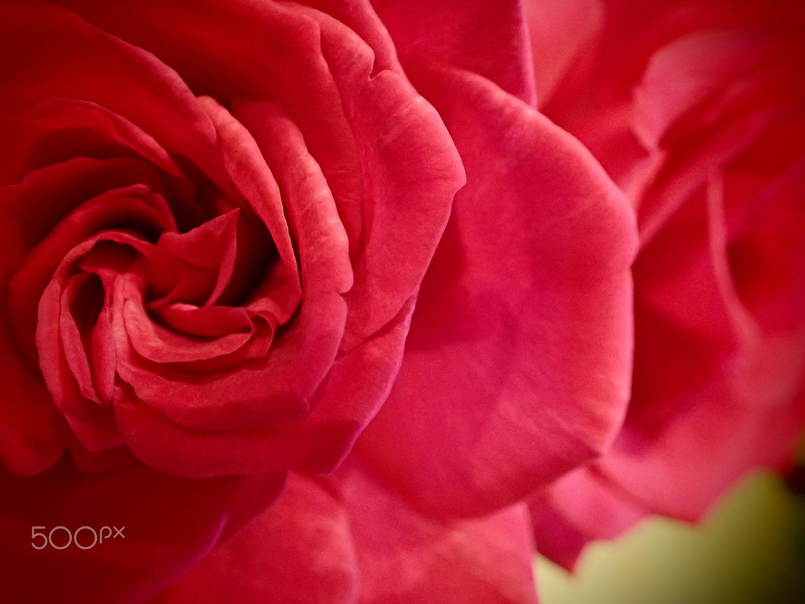 Olympus TG-4 sample photo. Crimson beauties photography