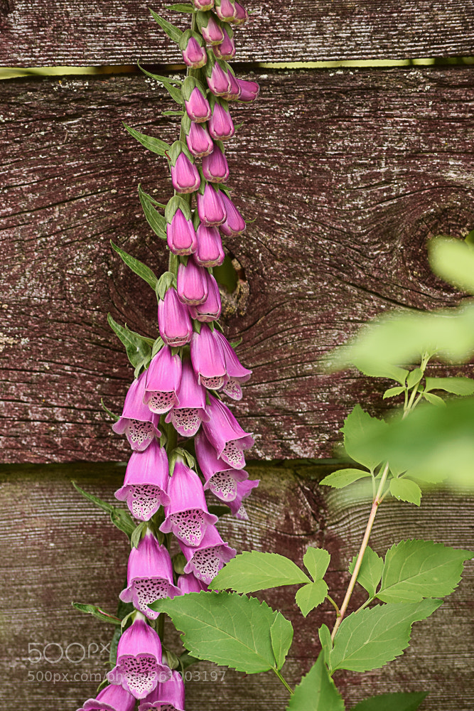 Nikon D3300 sample photo. Foxglove against the fence photography