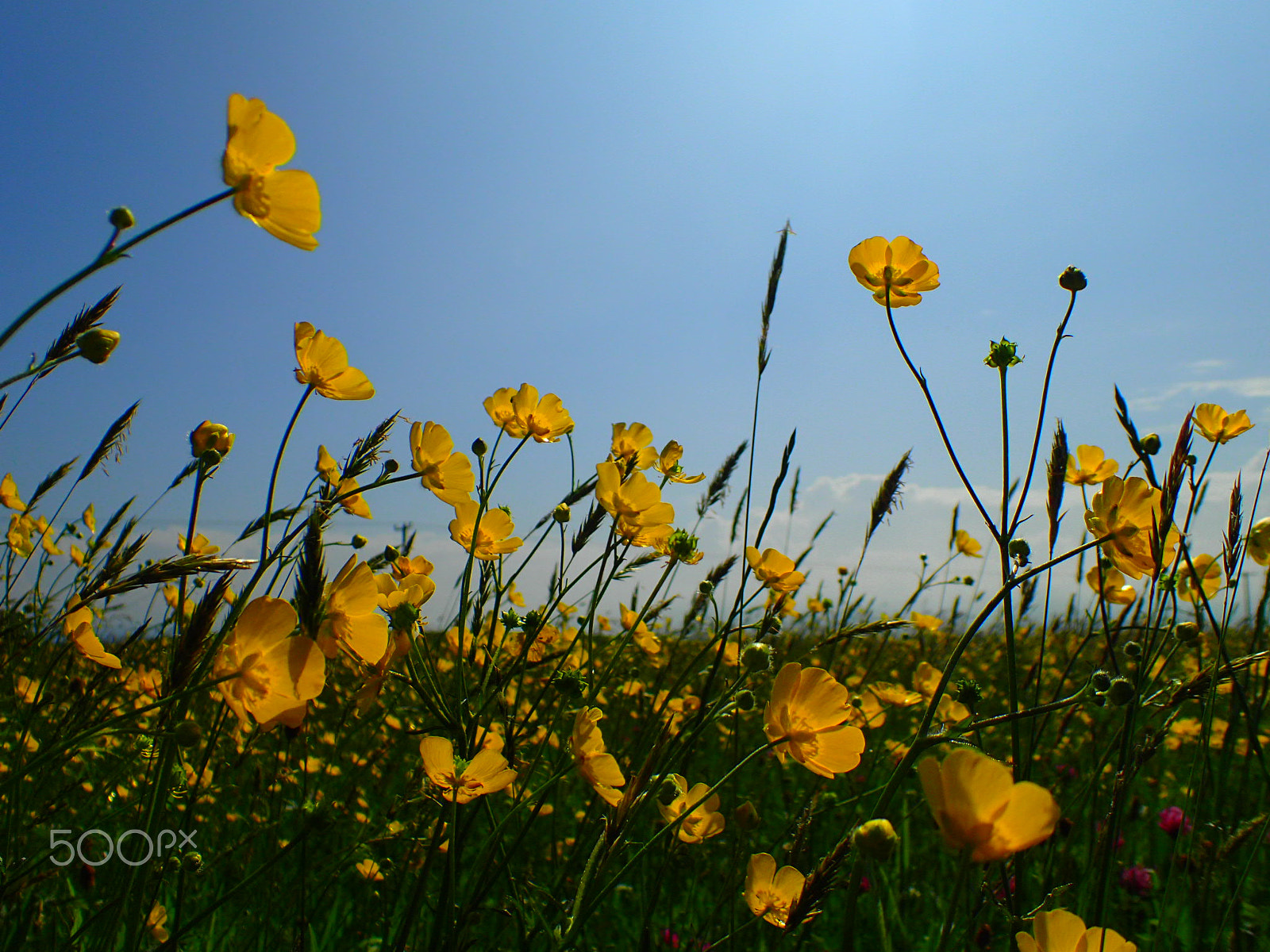 Olympus TG-4 sample photo. Irish meadow photography