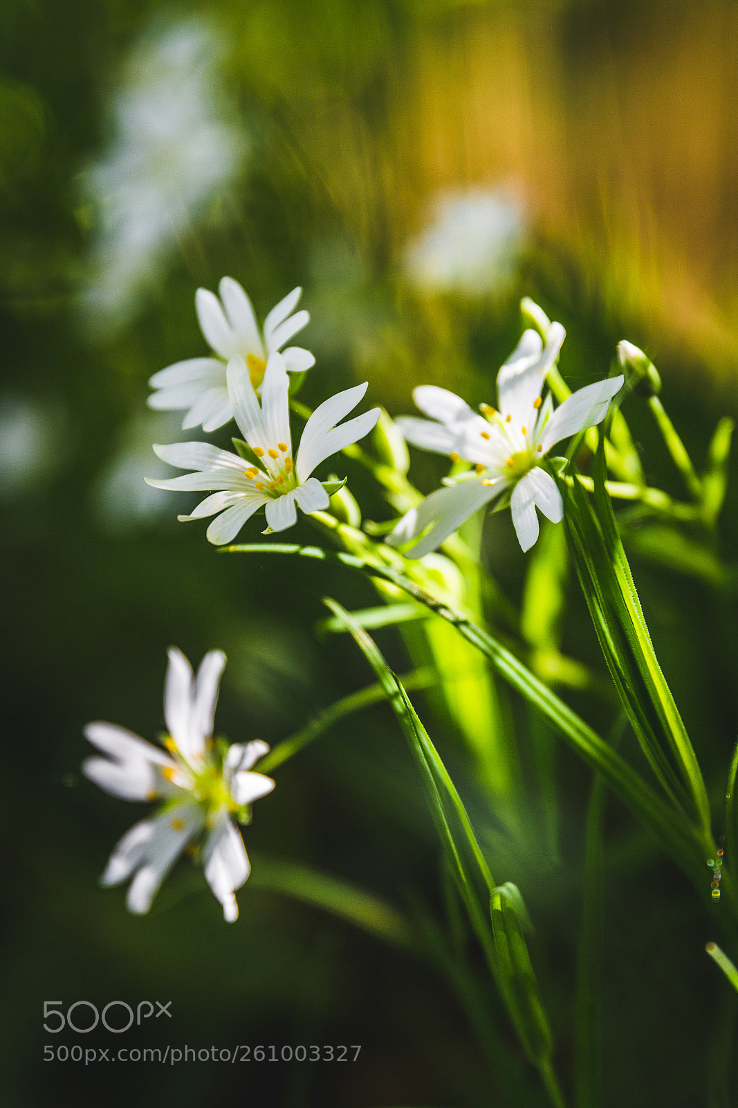 Canon EOS 700D (EOS Rebel T5i / EOS Kiss X7i) sample photo. Green bokeh photography