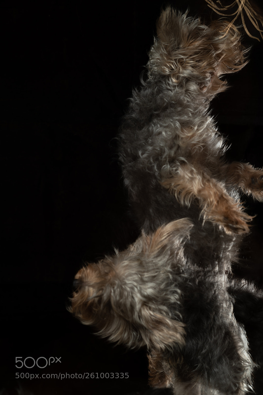Sony a7R III sample photo. Jojo in motion photography