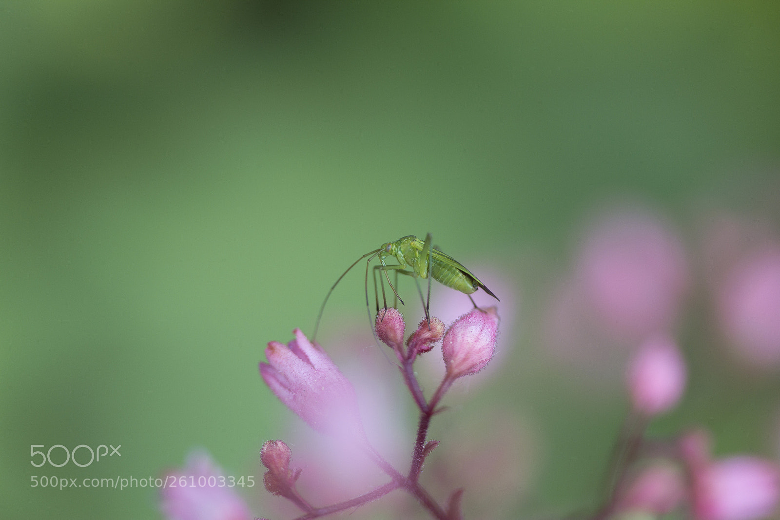 Canon EOS 60D sample photo. Gr ne distelwanze calocoris photography