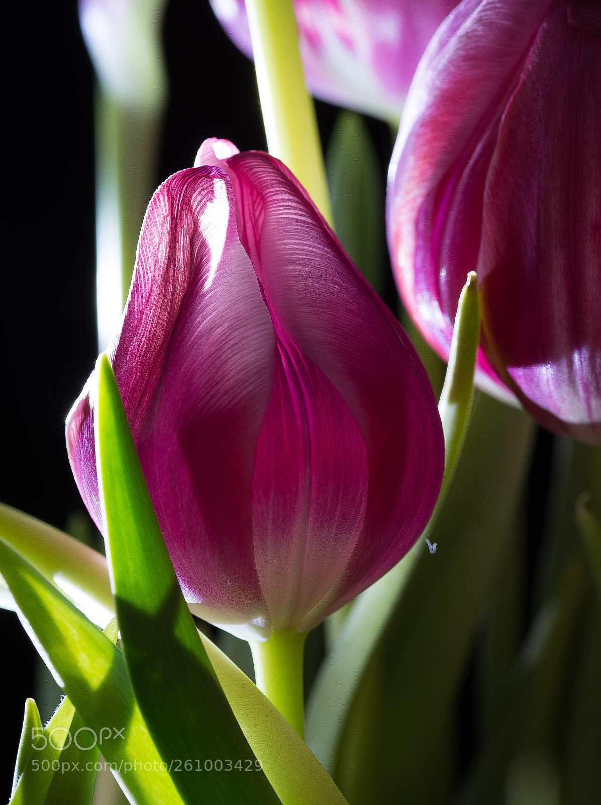 Nikon D610 sample photo. Tulipe photography