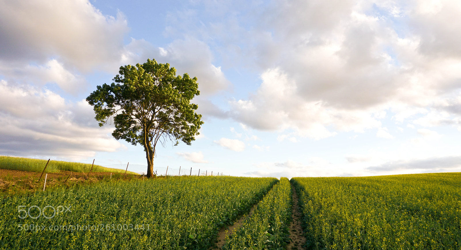 Sony a6000 sample photo. Warmian field photography
