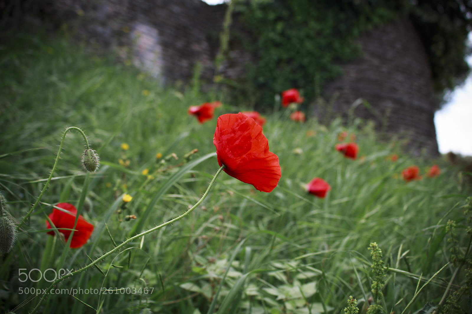 Canon EOS 100D (EOS Rebel SL1 / EOS Kiss X7) sample photo. Img photography