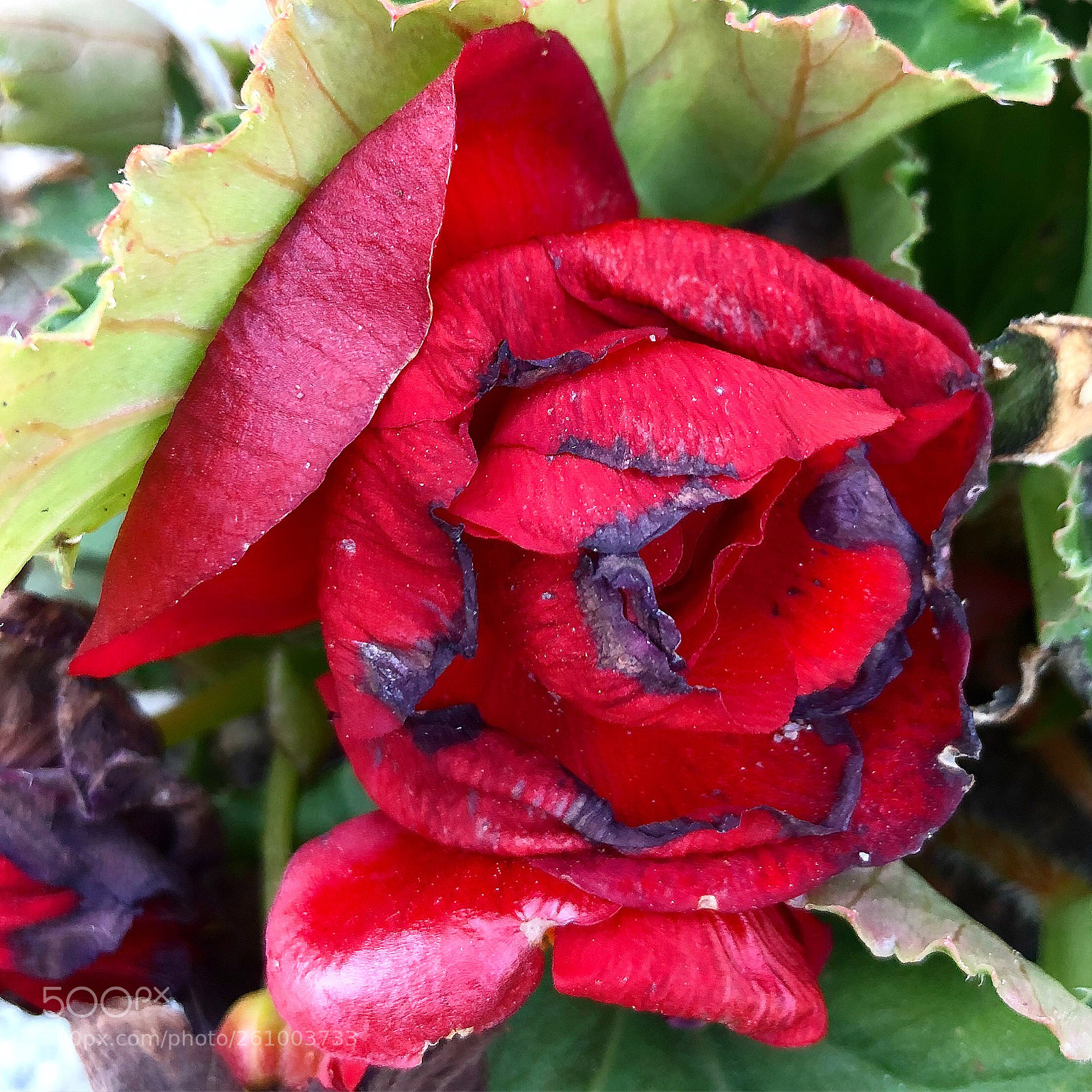 Apple iPhone 8 Plus sample photo. Rose beauty photography