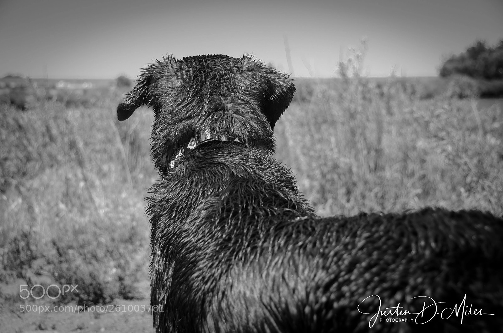Nikon D7000 sample photo. A dog's life for photography