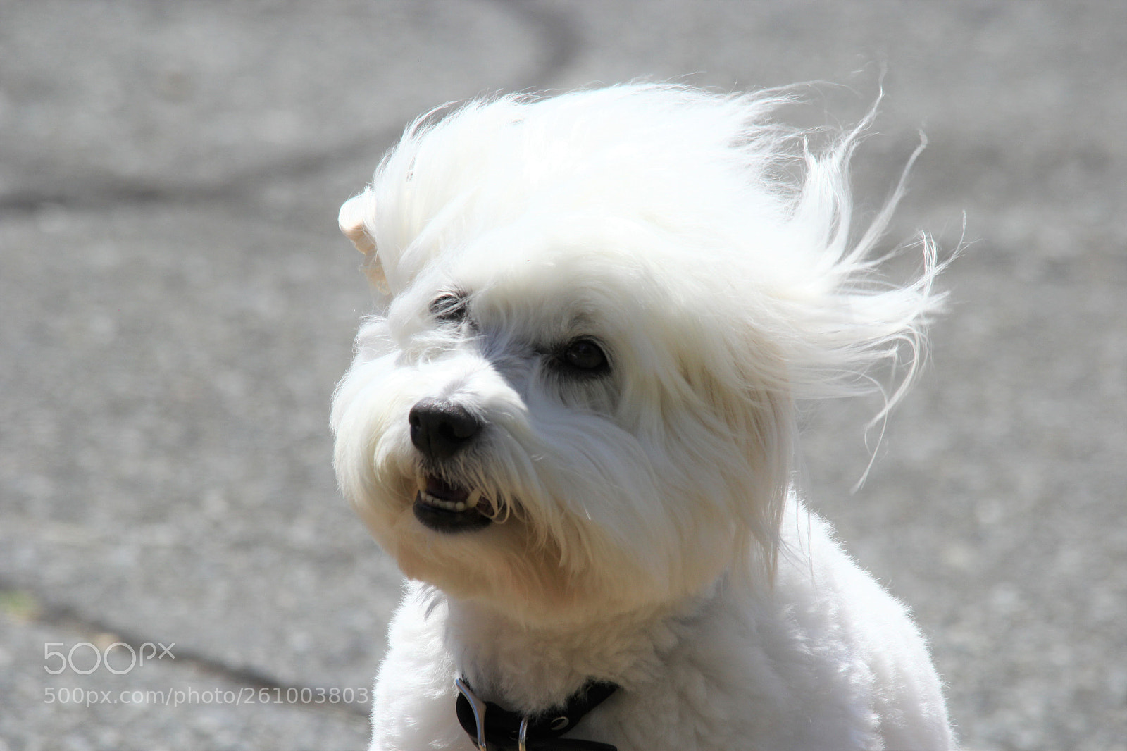 Canon EOS 60D sample photo. The windswept look photography