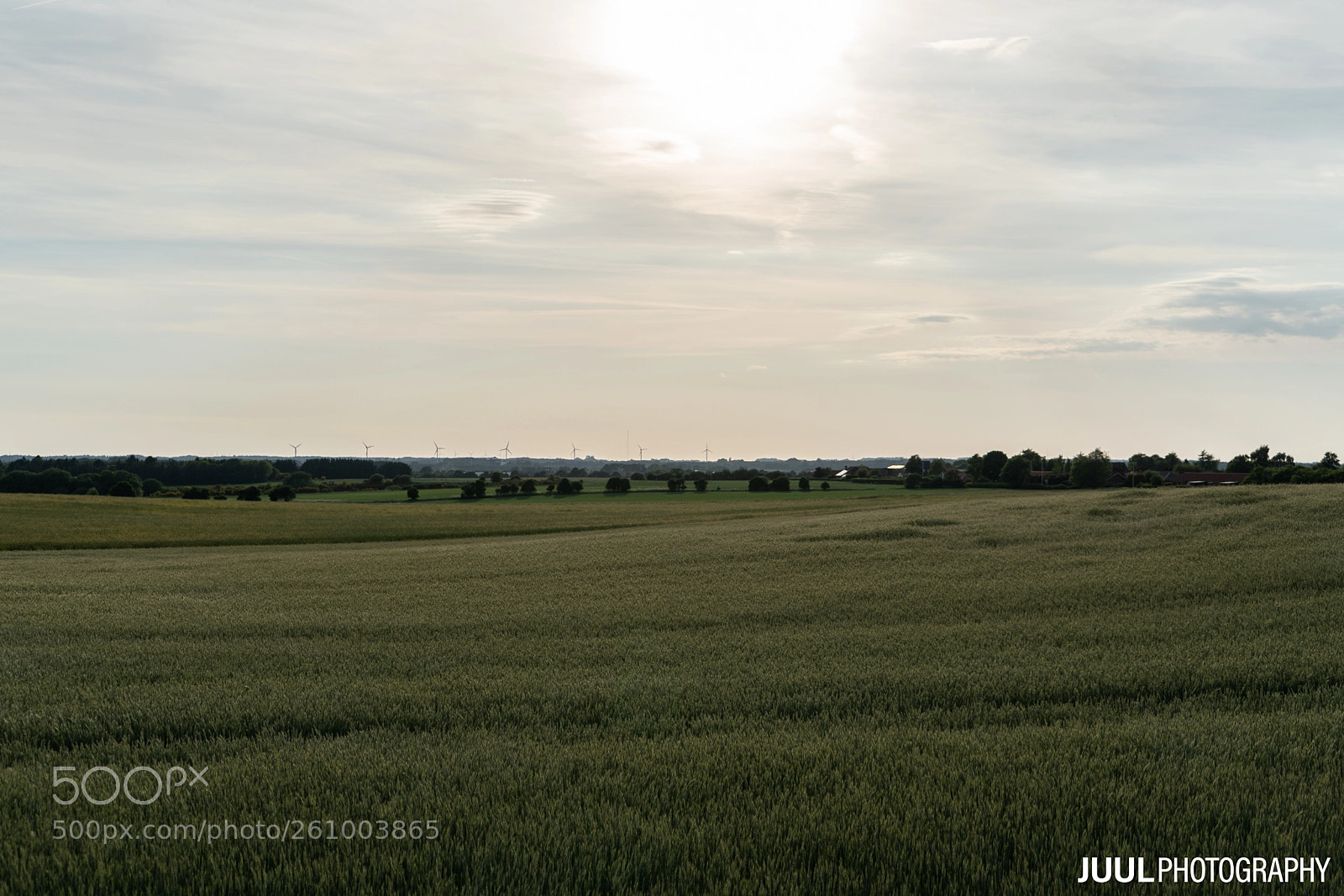 Sony a7 III sample photo. Its all green! photography