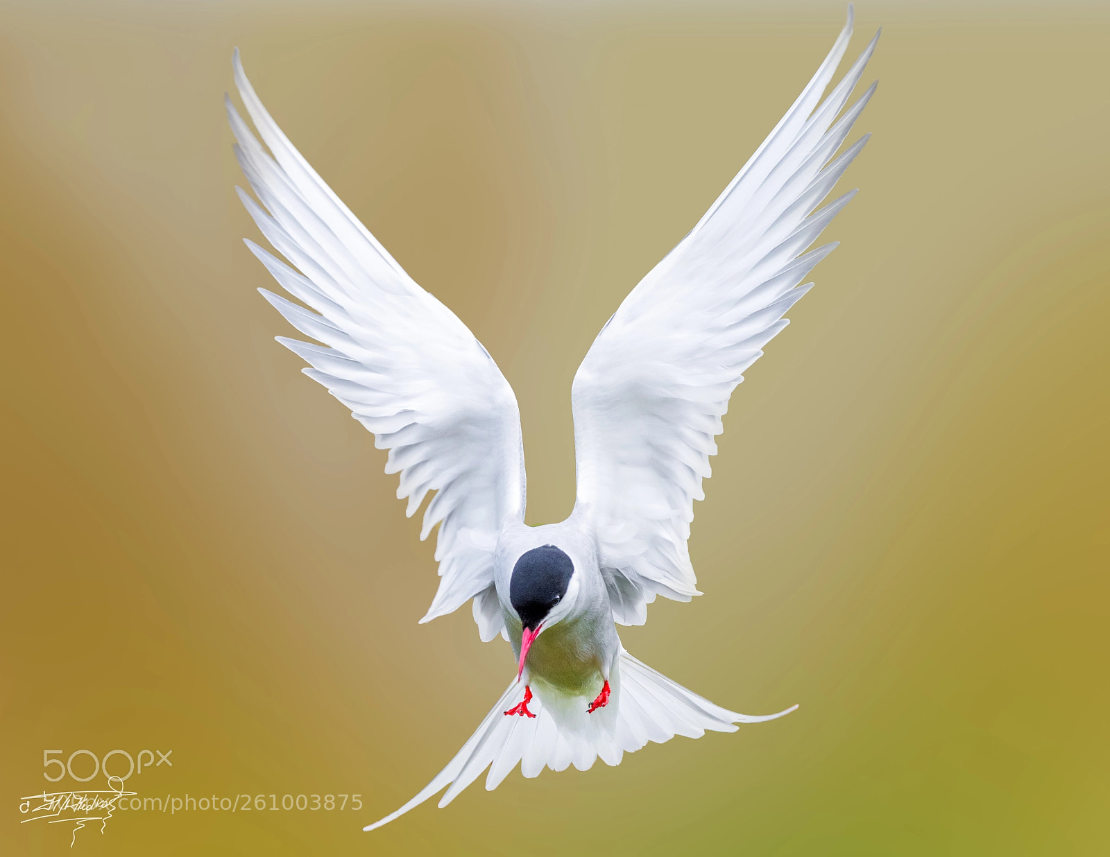 Nikon D5 sample photo. Angel photography