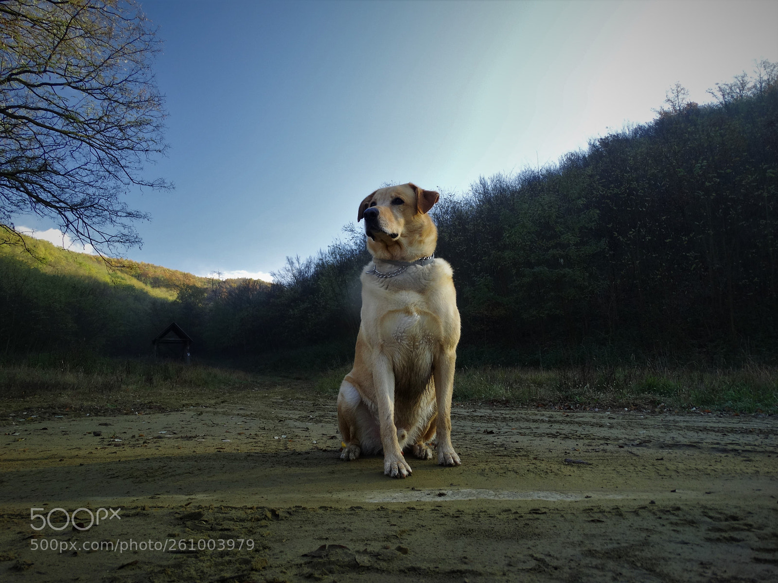 Sony Cyber-shot DSC-HX300 sample photo. Dog photography