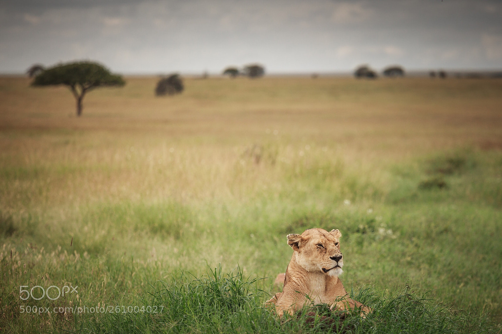 Canon EOS 5D Mark II sample photo. Lion photography
